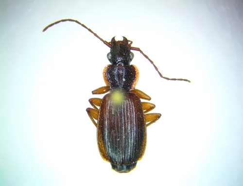 Cymindis cribricollis
