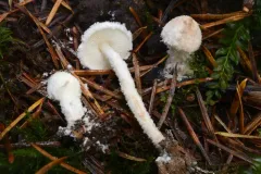 Cystolepiota oregonensis thumbnail 2
