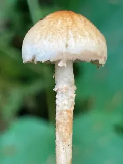 Cystolepiota oregonensis thumbnail 3