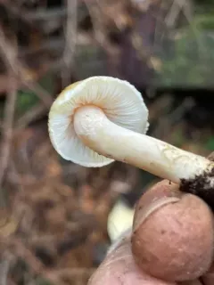 Inocybe kauffmanii thumbnail 4