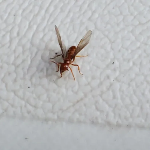 Larger Citronella Ant