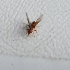 Larger Citronella Ant thumbnail 1