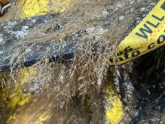 Sea Thread Hydroid thumbnail 4