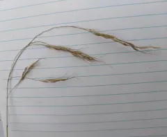 Canadian Ricegrass thumbnail 2
