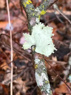 Ramalina unifolia thumbnail 1