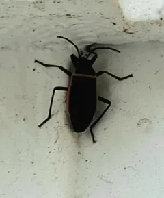 California Bordered Plant Bug thumbnail 2