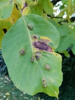 Walnut Blister Mite thumbnail 3