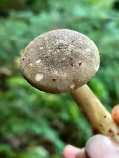 smoky brown funnel thumbnail 2