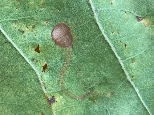 Ectoedemia clemensella