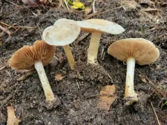 Ivory Poisonpie thumbnail 3