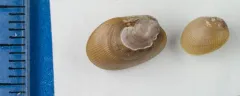 Bean Crenella thumbnail 4