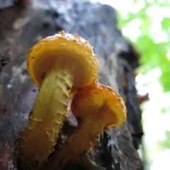 Golden Pholiota thumbnail 4