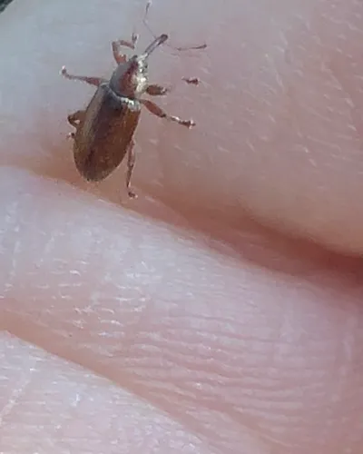 Frost's Aspen Weevil
