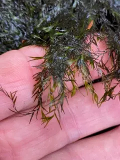 Water Pocket Moss thumbnail 3