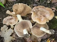 Hebeloma albomarginatum thumbnail 2