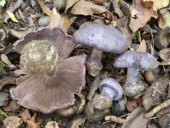 Phlegmacium subsolitarium thumbnail 1