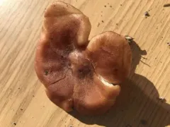 Bonomyces squamulosus thumbnail 4
