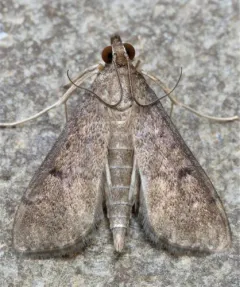 Dusky Herpetogramma Moth thumbnail 3