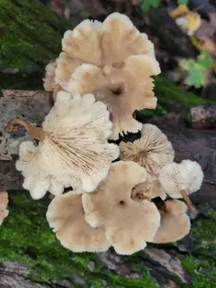 Lentinellus subaustralis thumbnail 4
