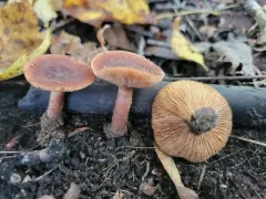Lactarius mutabilis thumbnail 2