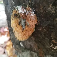 lion's-mane mushroom thumbnail 1