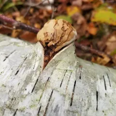 Tinder Polypore thumbnail 1