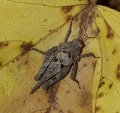 Slender Groundhopper thumbnail 2