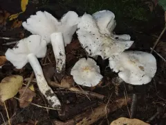 Tricholoma subresplendens thumbnail 4