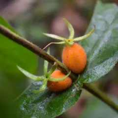 Orange-fruited Horse Gentian thumbnail 4