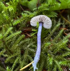 Entoloma trachyosporum thumbnail 3