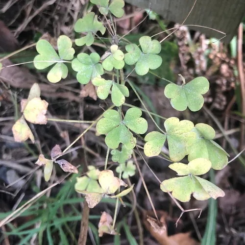 slender yellow woodsorrel