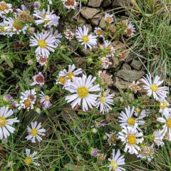 Pacific Aster thumbnail 2