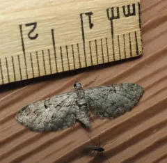 Eupithecia interruptofasciata thumbnail 2