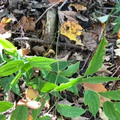 yellow fairybells thumbnail 4