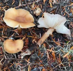 Buttery Collybia thumbnail 4