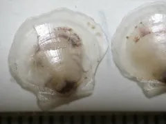 Similipecten greenlandicus thumbnail 4