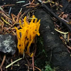 Jelly-antler thumbnail 5