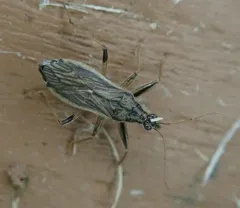 Grey Damsel Bug thumbnail 2