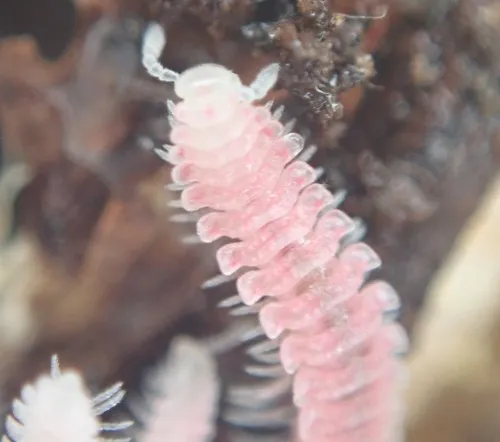 Pink Feather Boa Millipede