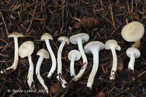 Hygrophorus exiguus