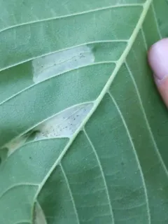 Golden Elm Leafminer thumbnail 1