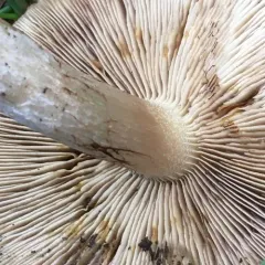 Terrestrial Scalycap thumbnail 4