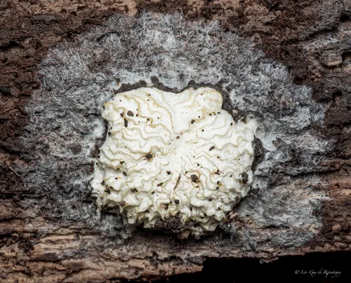 Hypomyces tremellicola