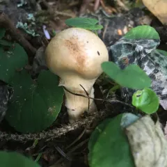 Phlegmacium patrickense thumbnail 4