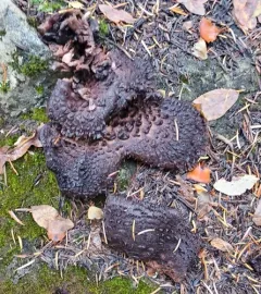 Scaly Tooth thumbnail 4