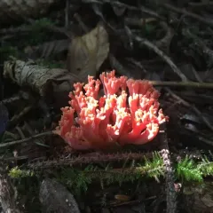 red coral thumbnail 2