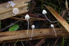 Mycena culmigena thumbnail 2