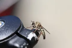 Cyrtopogon anomalus thumbnail 3