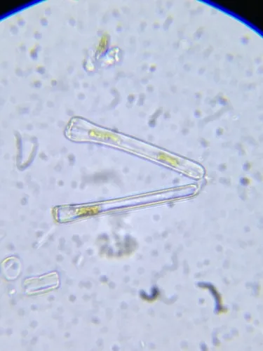 Actinella punctata