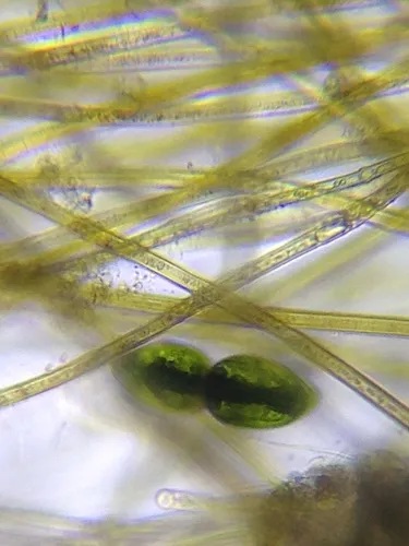 Pleurotaenium ovatum